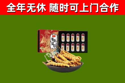 马尾回收冬虫夏草价格